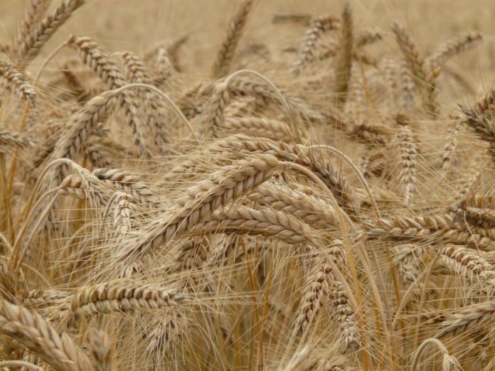 В пшенице содержатся сложные углеводы