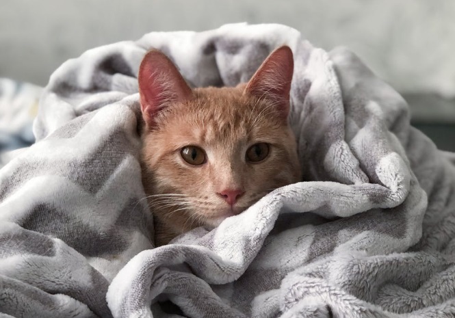 Почему кошки мнут лапами человека или мягкое одеяло и мурлыкают