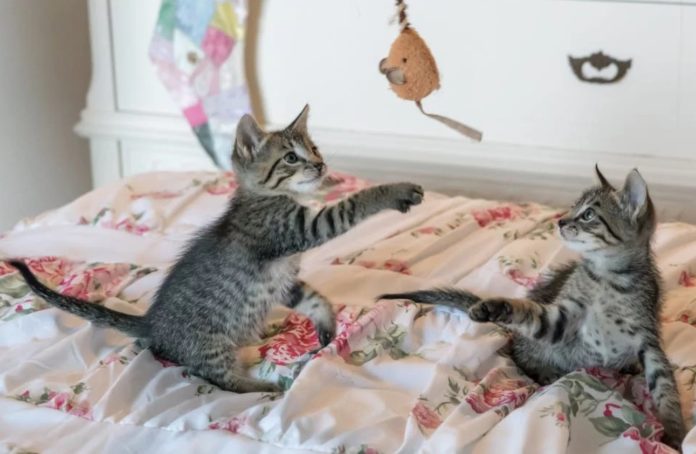 Почему кошки мнут лапами мягкое одеяло и мурлыкают