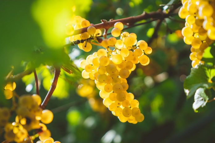 Масло виноградной косточки: применение и полезные свойства