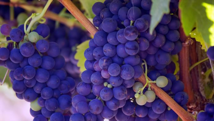 Полезные свойства виноградного масла
